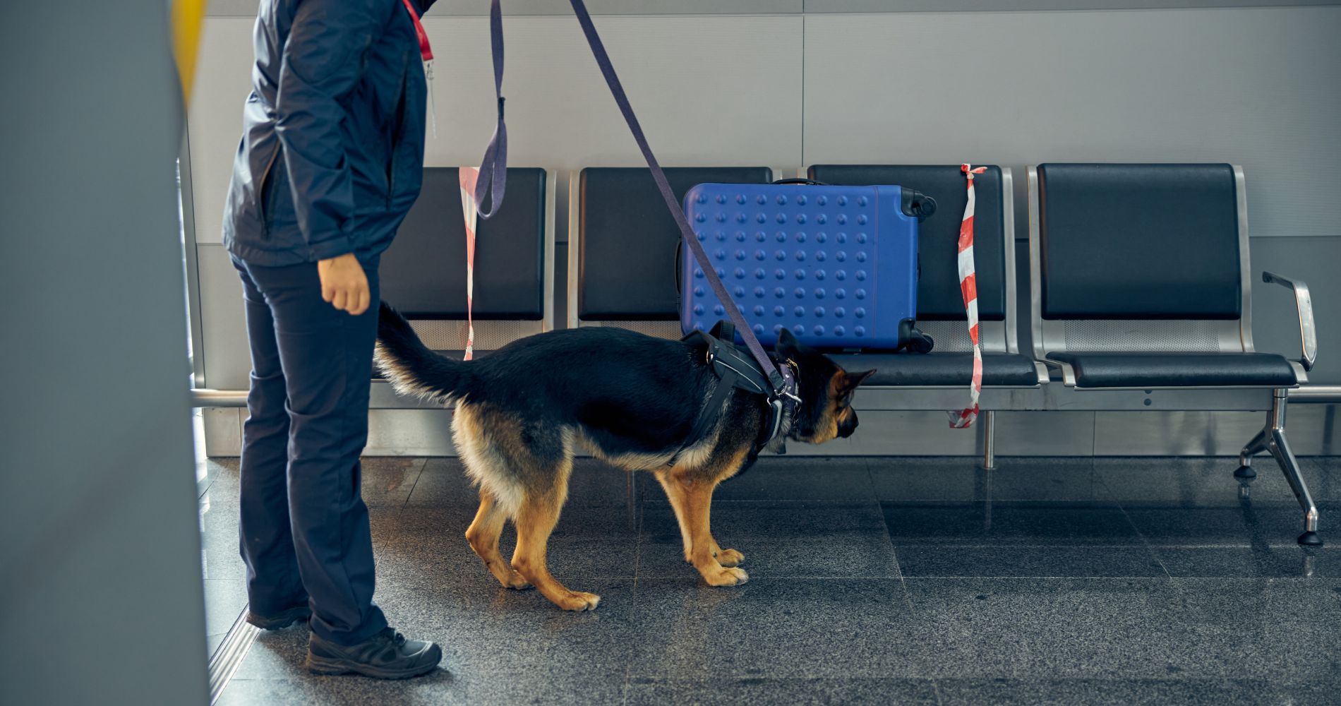 officer-and-detection-dog-checking-luggage-at-airp-2026-01-09-01-14-34-utc 1